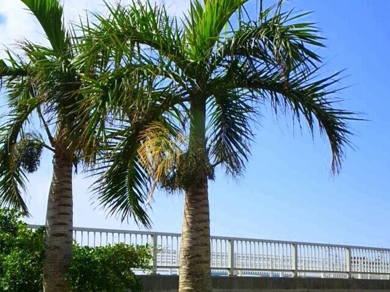 Guesthouse Nandeyanen - Hostel Okinawa Kültér fotó